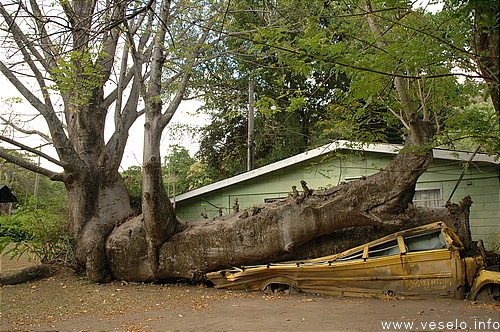 Photography. African Baobab Tree blown down on the bus