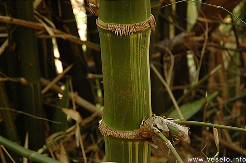 Photography. bamboo stem