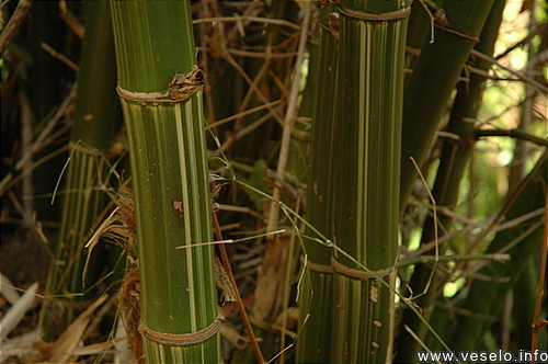 Photography. bamboo stems 2