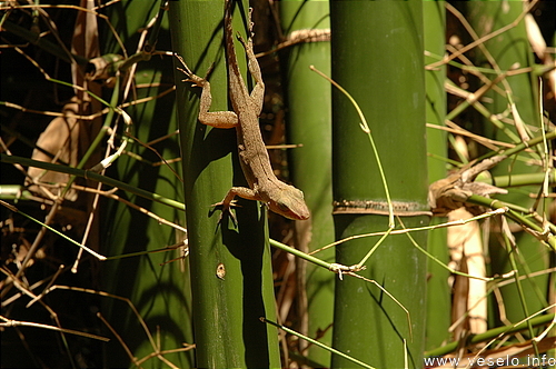 Photography. bamboo stems and lizard