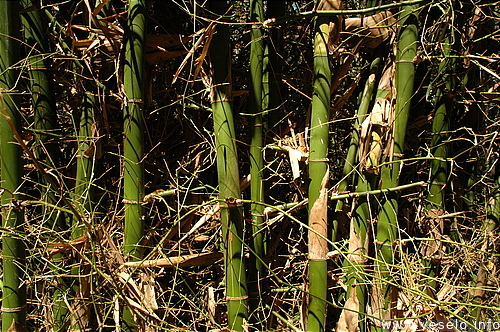 Photography. bamboo stems