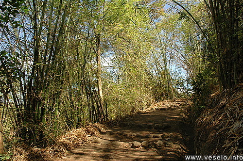 Photography. bamboo thicket 2