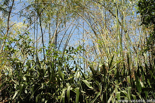 Photography. bamboo thicket 3