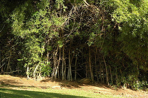 Photography. bamboo thicket 4