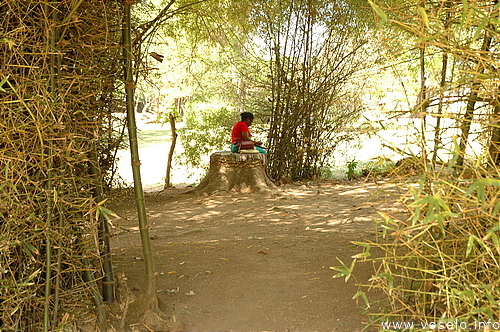 Photography. bamboo thicket