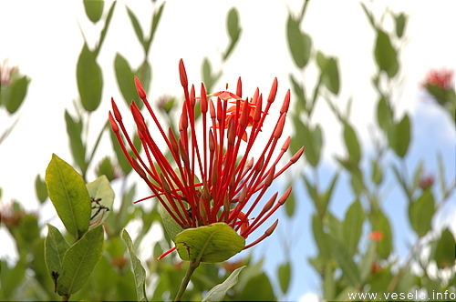 Photography. blooming bush 2