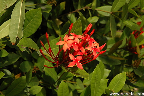 Photography. blooming bush 3