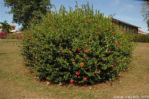 Photography. blooming bush