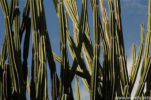 Photography. cactus in offshore garden