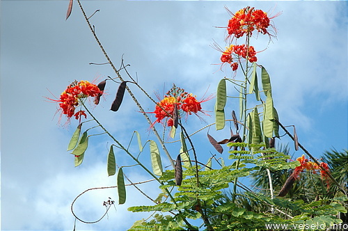 Photography. exotic bean plant bloom