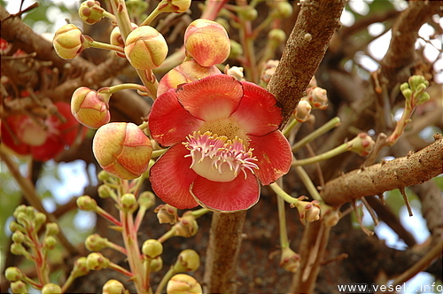 Photography. exotic creepers flower