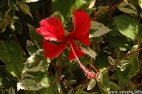 Photography. exotic flower 2