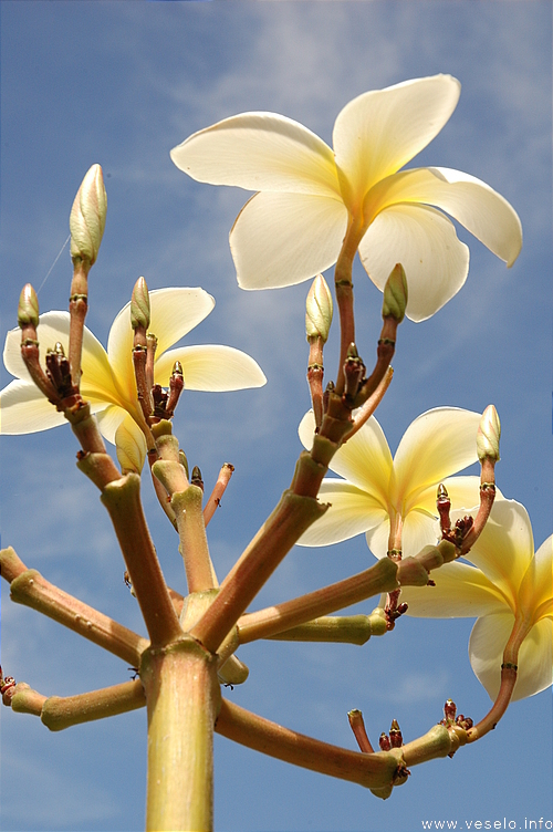 Photography. exotic flower candelabrum