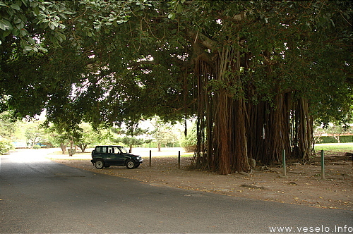 Photography. exotic gigantic tree