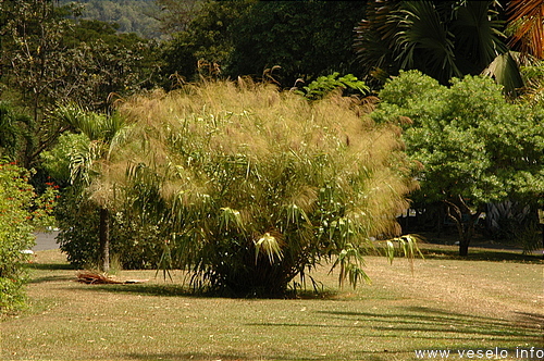 Photography. exotic grass bush