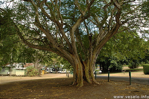 Photography. exotic tree 2