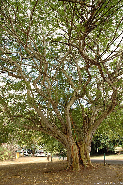 Photography. exotic tree