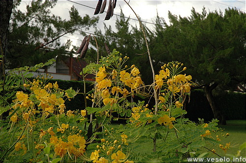 Photography. exotic yellow bloom