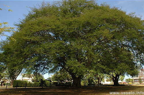 Photography. gigantic tree