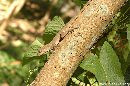 Photography. offshore lizard