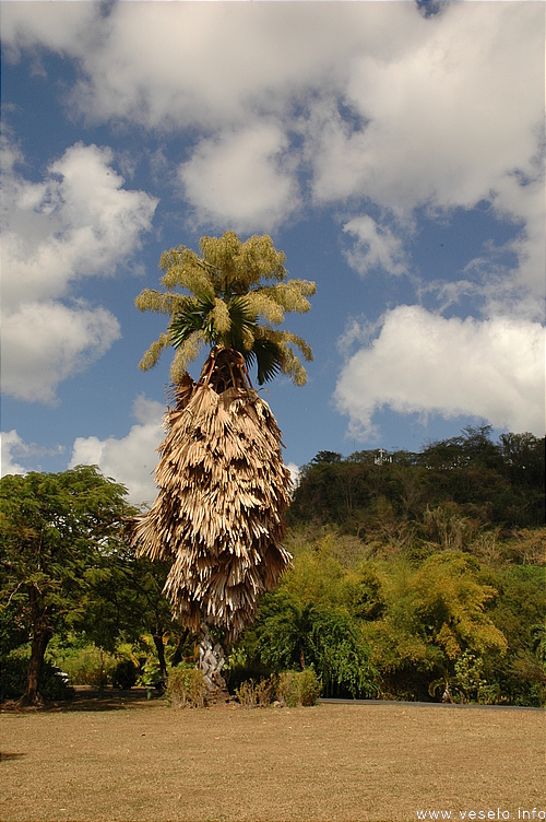 Photography. palm tree