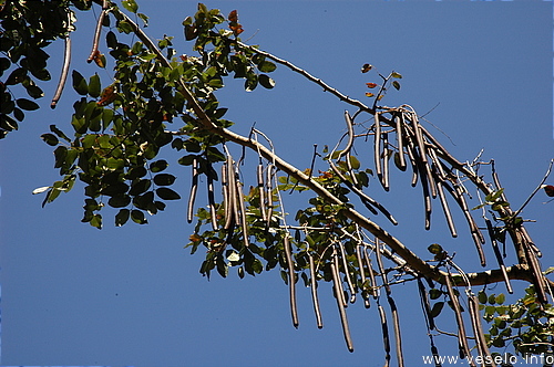 Photography. sausage tree 0016