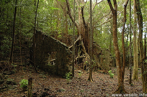 Photography. CNP battery jungle wins 0230