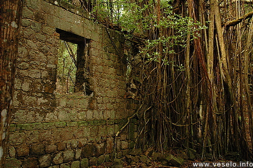 Photography. CNP battery jungle wins 0237