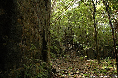 Photography. CNP battery jungle wins 0331