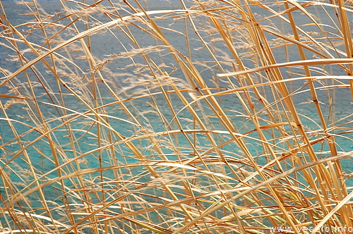 Photography. 530 golden grass on the sea shore