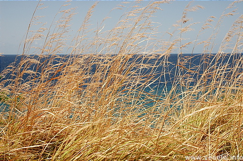 Photography. 531 juicy colours of the caribbean nature