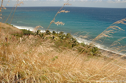 Photography. 534 caribbean palms at the blue ocean