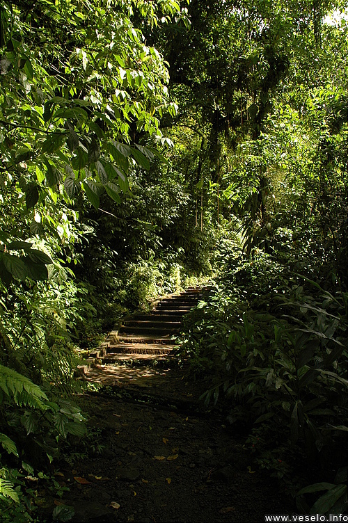 Photography. 110 the path through tropical forest