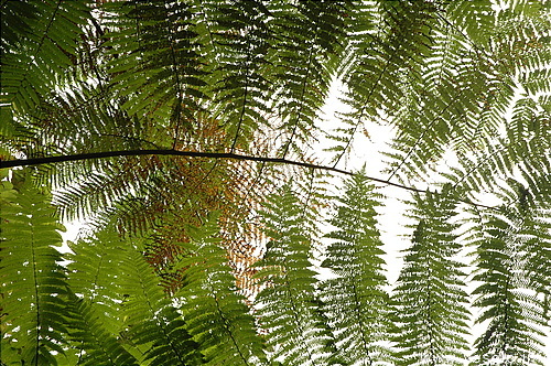 Photography. 120 tropical plants close to sky