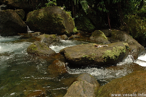 Photography. 562 tropical moss on the waterfall rocks