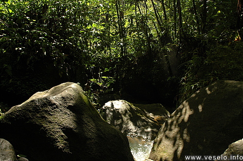 Photography. 570 around caribbean tropical forest