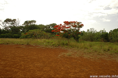 Photography. 011 red tree red ground