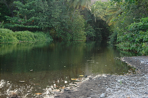 Photography. 006 Caribbean plants and river