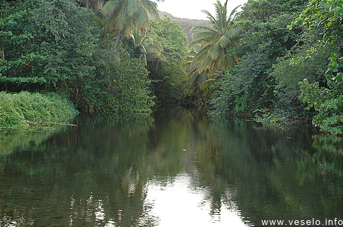 Photography. 007 Wild palms at Dominica river