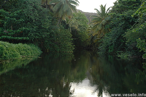 Photography. 008 dark green jungle