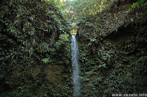 Photography. 245 plants grow on green cliff wall