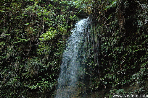 Photography. 259 plants and water move in one direction