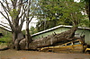 Photography #1: African Baobab Tree blown down on the bus