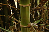 Photography #3: bamboo stem