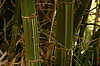 Photography #4: bamboo stems 2