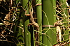  Caribbean offshore botanical garden - bamboo stems and lizard