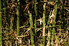 Photography #6: bamboo stems