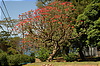 Photography #14: blooming tree