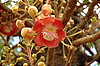 Photography #20: exotic creepers flower