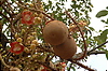 Photography #21: exotic creepers flowers and fruits